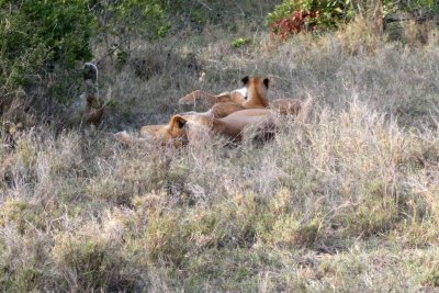 Small pride of lions sleeping gives us our second of the Big Five
