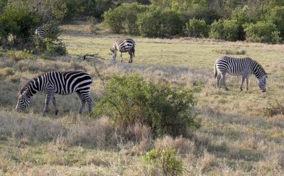 Plains Zebras on the left and the endangered Grevy's Zebra on the far right