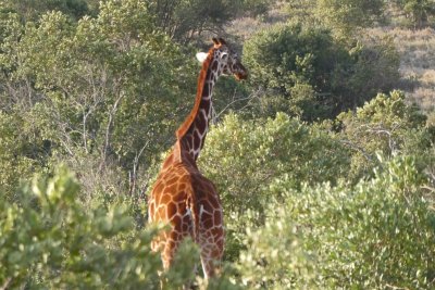 An endngered Reticulated Giraffe