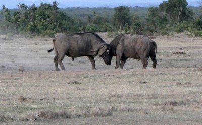 Two Cape Buffalo sparing makes three of the Big Five we've seen