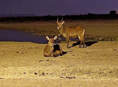 Pair of Waterbucks in front of our tent at night