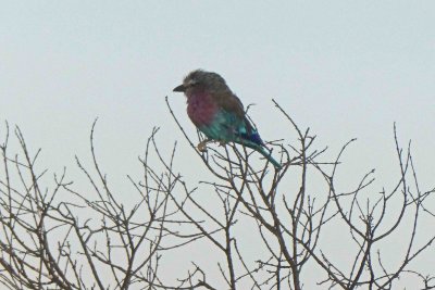 Lilac-breasted Roller is Kenya's National Bird
