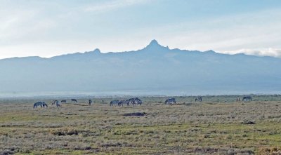 Zebras in front of Mt. Kenya
