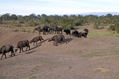 Cape Buffalo on the move