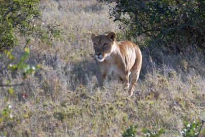 Our first sighting of an active Lioness