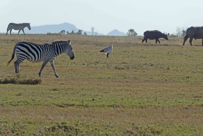 Zebra, Secretarybird, & Cape Buffalo