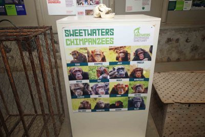 Some of the Chimps rescued during transit through Kenya