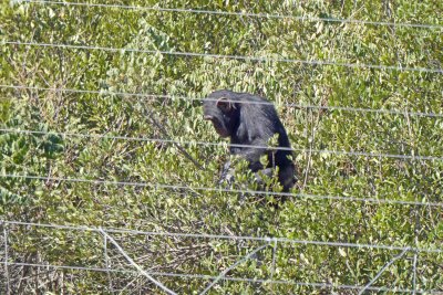 Rescued chimps live in 2 large groups