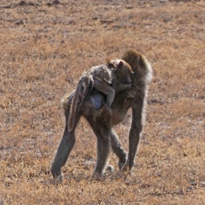 Momma Baboon with infant on her back