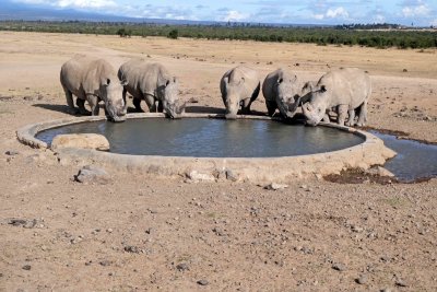 Rhinos drinking from pond fed by underground spring