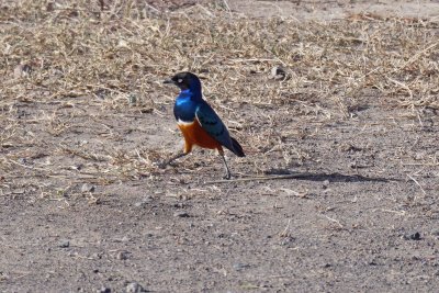 The Superb Starling is iridescent