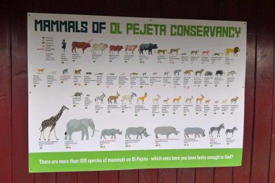 Lots of mammals to look for in Ol Pejeta