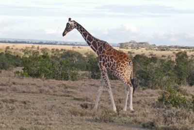Beautiful Reticulated Giraffe at Ol Pejeta Conservancy