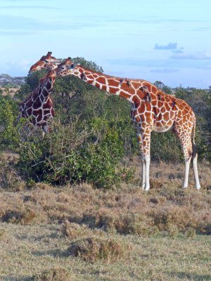 Pair of Giraffes with Oxpeckers removing parasites