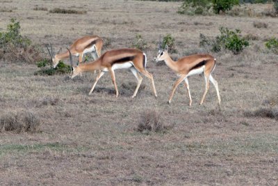 Three Thompson Gazelles