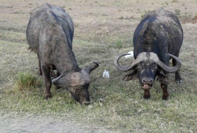 Cape Buffalo are some of the most dangerous animals in Africa