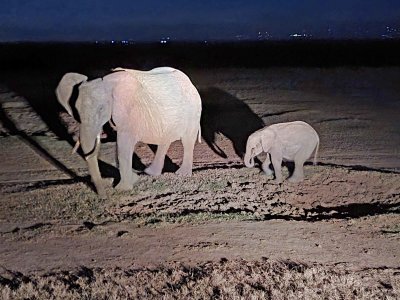 Elephants sighted on Night Game Drive makes four of the Big Five