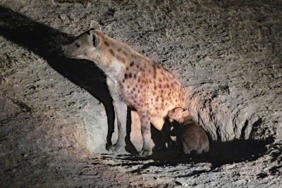 Hyena and her pup at night