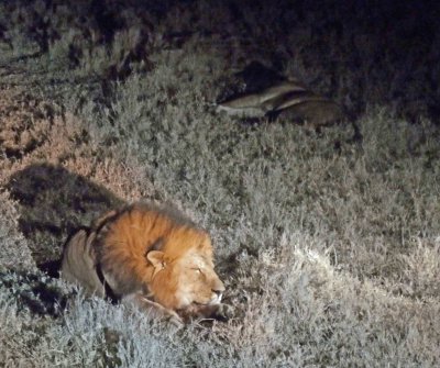 Our first male Lions were spotted on our Night Game Drive