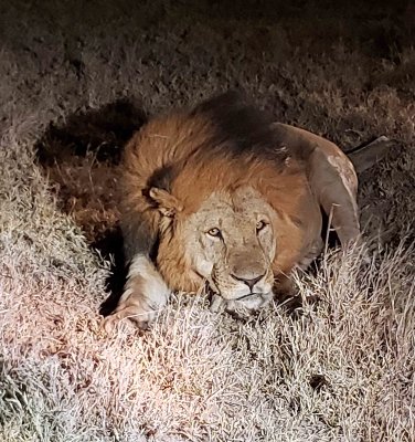 Last look at Lion on Night Game Drive
