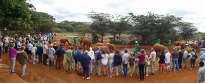 The Daphne Sheldrick Elephant Orphanage rescues orphaned  baby elephants