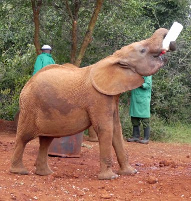 An Elephant able to hold its own bottle