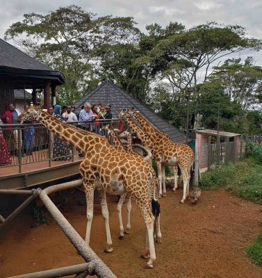 Rothschild Giraffes are an endangered species