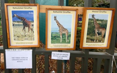 By the end of the trip we will see all three types of Giraffes