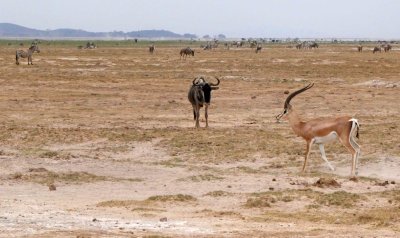 Herds on the plains of Amboseli National Park in Kenya