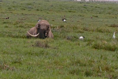 One-tusk Elephant in a marsh in Amboseli National Park