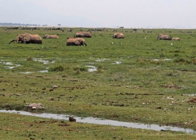There are an estimated 1200 elephants in Amboseli National Park