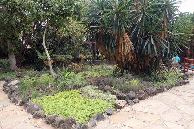 Amboseli Lodge landscaping