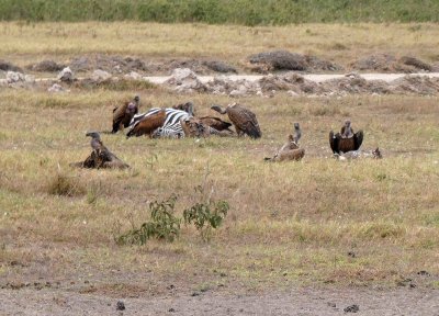 Afternoon Game Drive begins with Vultures (the fourth of the Ugly Five) feeding on Zebra
