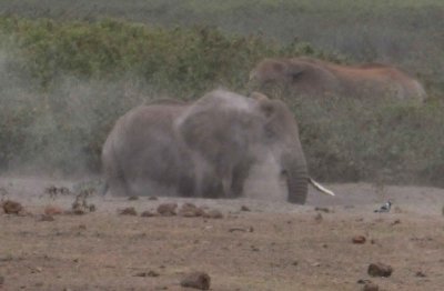 Elephant taking a dust bath to protect her skin