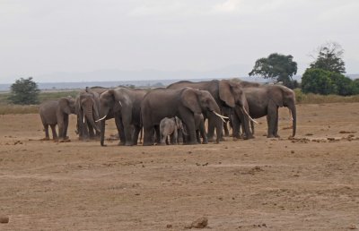 Elephants (females) form defensive perimeter while waiting to cross the road