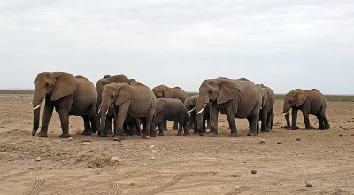Elephants move as a group with young ones in the center
