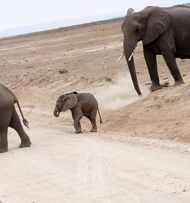 Elephants follow the same path every day