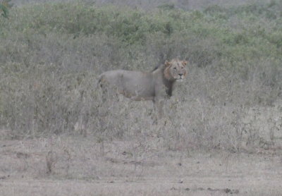 Black-mane Lion at a distance