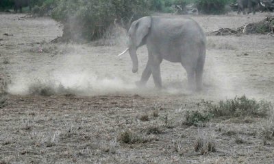 Elephant using toenails to dig for roots