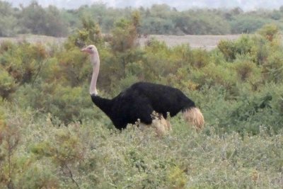 Male Maasai Ostrich