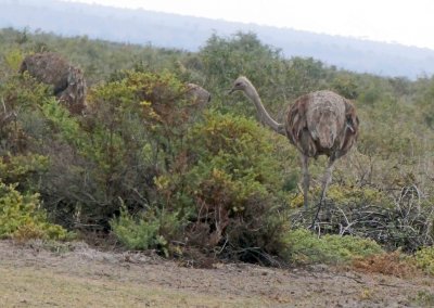 Female Maasai Ostrich