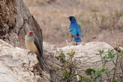 Red-billed Oxpecker and Superb Starling