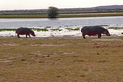 Pair of Hippos