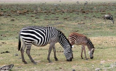 Animals grazing in Amboseli National Park