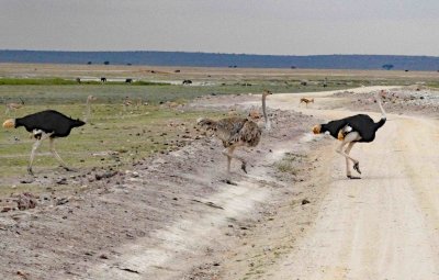 Animals have the right of way in Amboseli National Park
