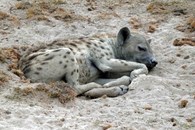 Sleeping Spotted Hyena
