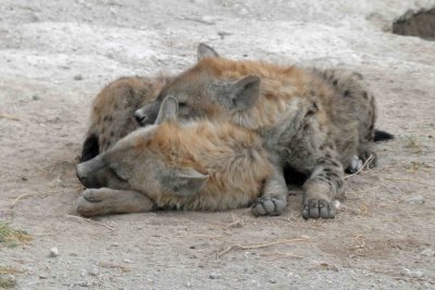 Two young Hyenas