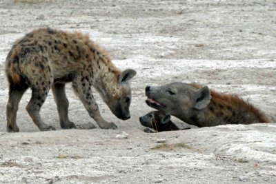 Curious young Hyena visiting mamma and cub