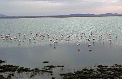 Flamingos on one of the lakes in Amboseli