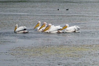 Pelicans on Amboseli lake